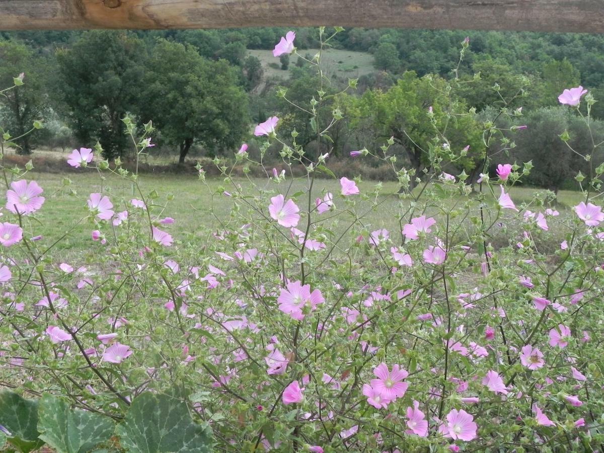 קונטורסי Agriturismo B&B Il Rifugio Di Nino מראה חיצוני תמונה